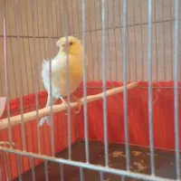 قناری نر کاکلی