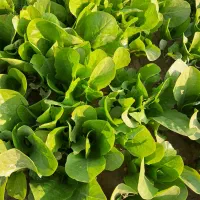 نشاع کاهو رسمی|خدمات باغبانی و درختکاری|جوادآباد, |دیوار