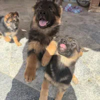 توله ژرمن دوماهه