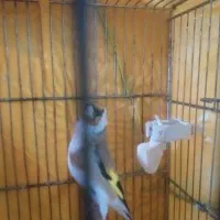 سهره ۲ ساله