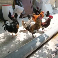 مرغ و خروس