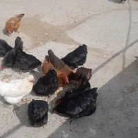 سلام  تعداد 22 رس مرغ خانکی   تخمی