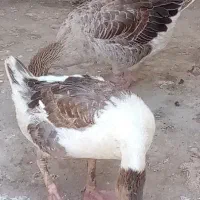 سلام 1عدد غاز ماده خانگی