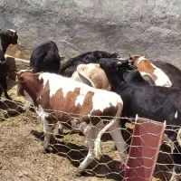 فروش گوساله