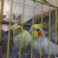 عروس هلندی|پرنده|امیدیه, |دیوار