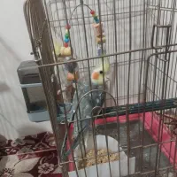 عروس هلندی نرماده بسیار خوشگل و بازیگوش