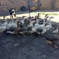 قاز و قوقاز|حیوانات مزرعه|بانه, |دیوار