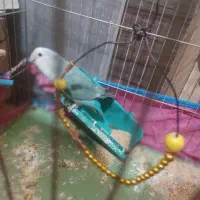 عروس هلندی . طوطی دونه ۱ میلیون(تخفیف داره)|پرنده|مسجد سلیمان, |دیوار