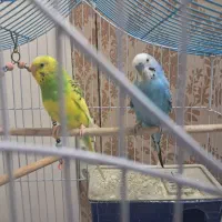 یک جفت مرغ عشق