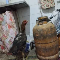 مرغ محلی میرجاوه|حیوانات مزرعه|میرجاوه, |دیوار