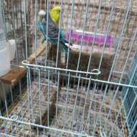 پرنده فروشی|پرنده|لالی, |دیوار