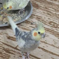 فروش یک جفت عروس هلندی مرواریدی(پروانه ای)