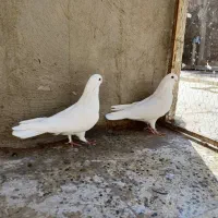 کفتر. نوک قنار|پرنده|تهران, شهرک امام خمینی|دیوار