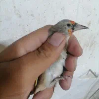 5 عدد سهره نر|پرنده|کرمان, |دیوار