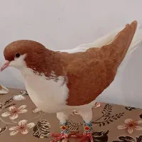 نروماده چپ زرد اتیغه