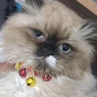 گربه هیمالیا و دورگه پرشین