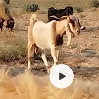 بز ابستن|حیوانات مزرعه|سعدآباد, |دیوار