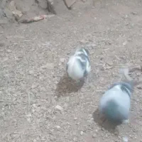 کبوتر|پرنده|تربت‌حیدریه, بالا ولایت|دیوار