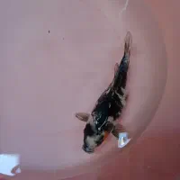 کوی ماهی مولد