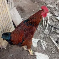 خروس