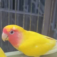 طوطی برزیلی