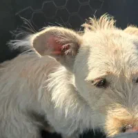 واگذاری سگ|سگ|شیراز, بریجستون|دیوار