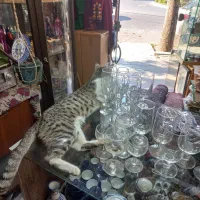 خرید و فروش و معاوضه انواع اجناس آنتیک قدیمی|کلکسیون اشیاء عتیقه|لاهیجان, شیشه گران|دیوار