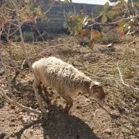 بره چینی چاق وقوچی بزومیش چاق خوسف|حیوانات مزرعه|خوسف, |دیوار