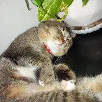 دوتا گربه نر