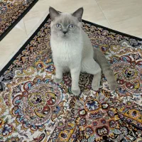 گربه نر عقیم شده