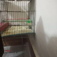 برزیلی|پرنده|پیرانشهر, |دیوار