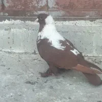 گگلیی قرمزی نشان آلابوغاز نر...گگلیی|پرنده|اردبیل, |دیوار