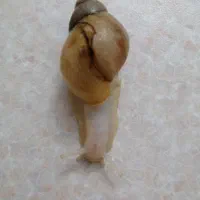 فروش حلزون آلبینو آفریقایی