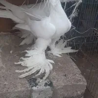 کبوتر اوجا پاچا پارپاری