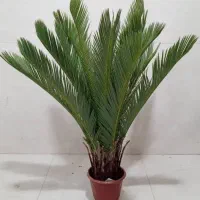 درختچه مصنوعی|گل مصنوعی|بندر کنگان, |دیوار