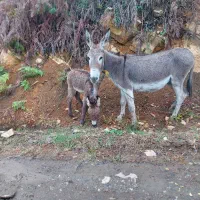 الاغ ماده همراه با بچه نر . (خر. اسب . قاطر