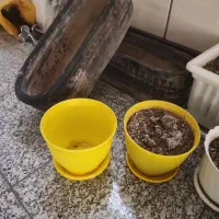 گلدانهای سفالی و پلاستیکی|گل و گیاه طبیعی|کرج, کوی مهر|دیوار