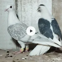 کبوتر کویتی|پرنده|سرایان, |دیوار