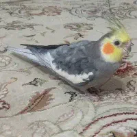 عروس هلندی گم شده(خ منوچهری)