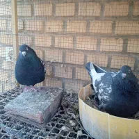 تعدادی کبوترسینه ای زاغ چشم ونوک ویک عددزیل|پرنده|فولادشهر, A4|دیوار