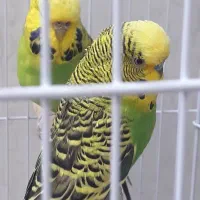 مرغ عشق انگلیسی|پرنده|تهران, راه آهن|دیوار