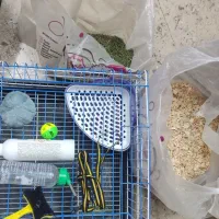 واگذاری خرگوش لوپ نر|موش و خرگوش|تهران, کاج|دیوار