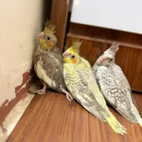 جوجه عروس نرم خور