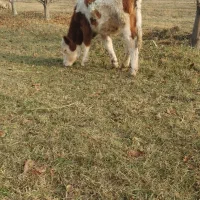 گوساله سیمینتال ماده|حیوانات مزرعه|نوشین شهر, |دیوار