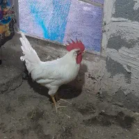 دو عدد خروس