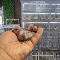 سرلاکی برزیلی|پرنده|قشم, |دیوار