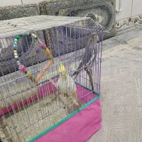 عروس هلندی