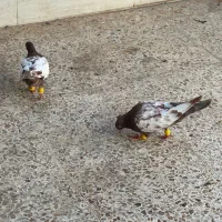 کبوتر