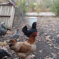 مرغ و بقلمون محلی اصل|حیوانات مزرعه|هشتگرد, کوی بهروز|دیوار