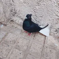 زاغ دم سفید کبوتر